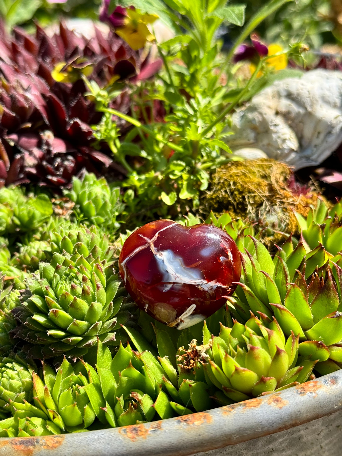 Harten (30-40 mm)